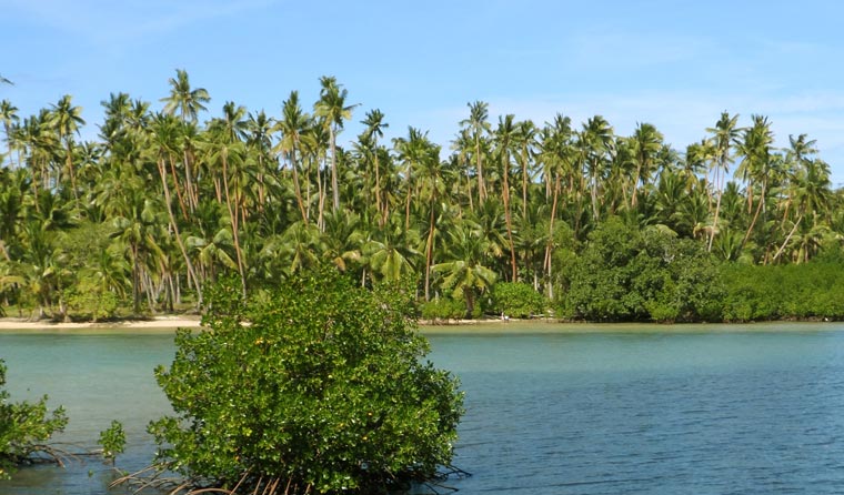 Kokospalme das kann sie alles und warum sie der Baum des