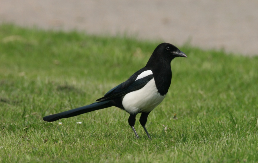 Stunde der Wintervögel, NABU Die häufigsten Vögel in