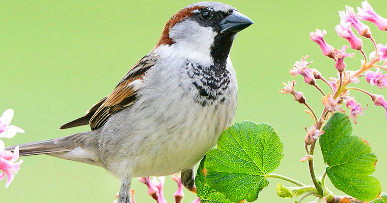 Wie geht es unseren Singvögeln wirklich?
